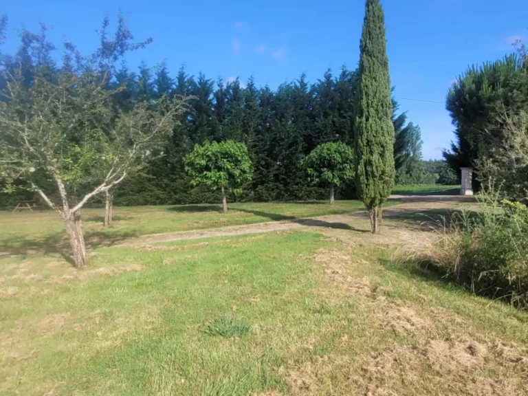 Le cyprès de l'entrée du gîte