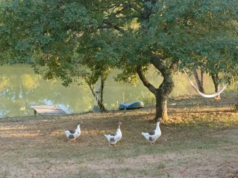 3 oies sur la berge de l'étang privé