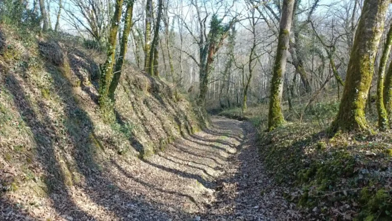 Le sentier forestier bordé d'arbres en automne