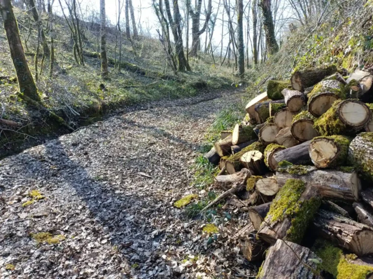 Le sentier forestier avec une coupe de rondins de bois sur le côté