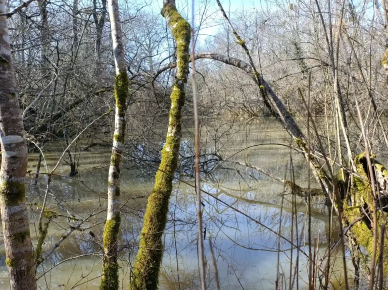 Etang vue derrière une rangée d'arbres