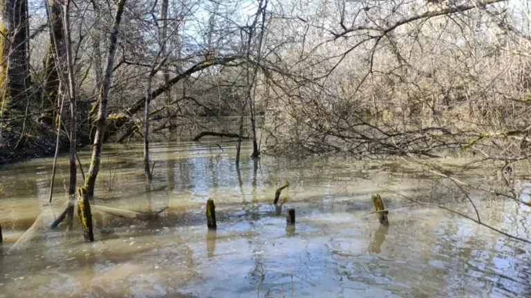 Etang dans la fôret du domaine du Grand Castillon