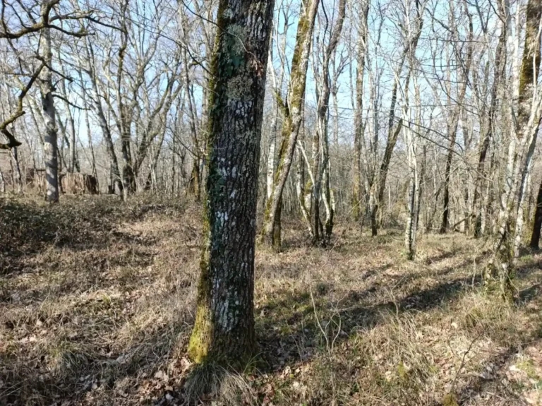 Un arbre couvert de lierre au cœur de la forêt automnale