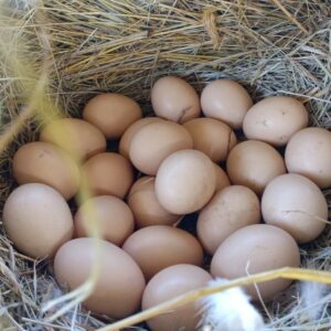Œufs de poules sur son lit de paille