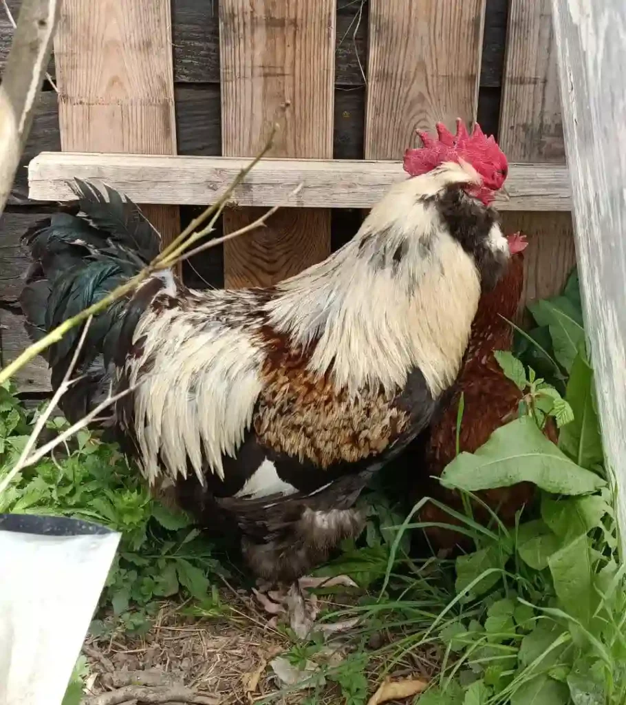 Accueil - Famille du Grand Castillon Coq