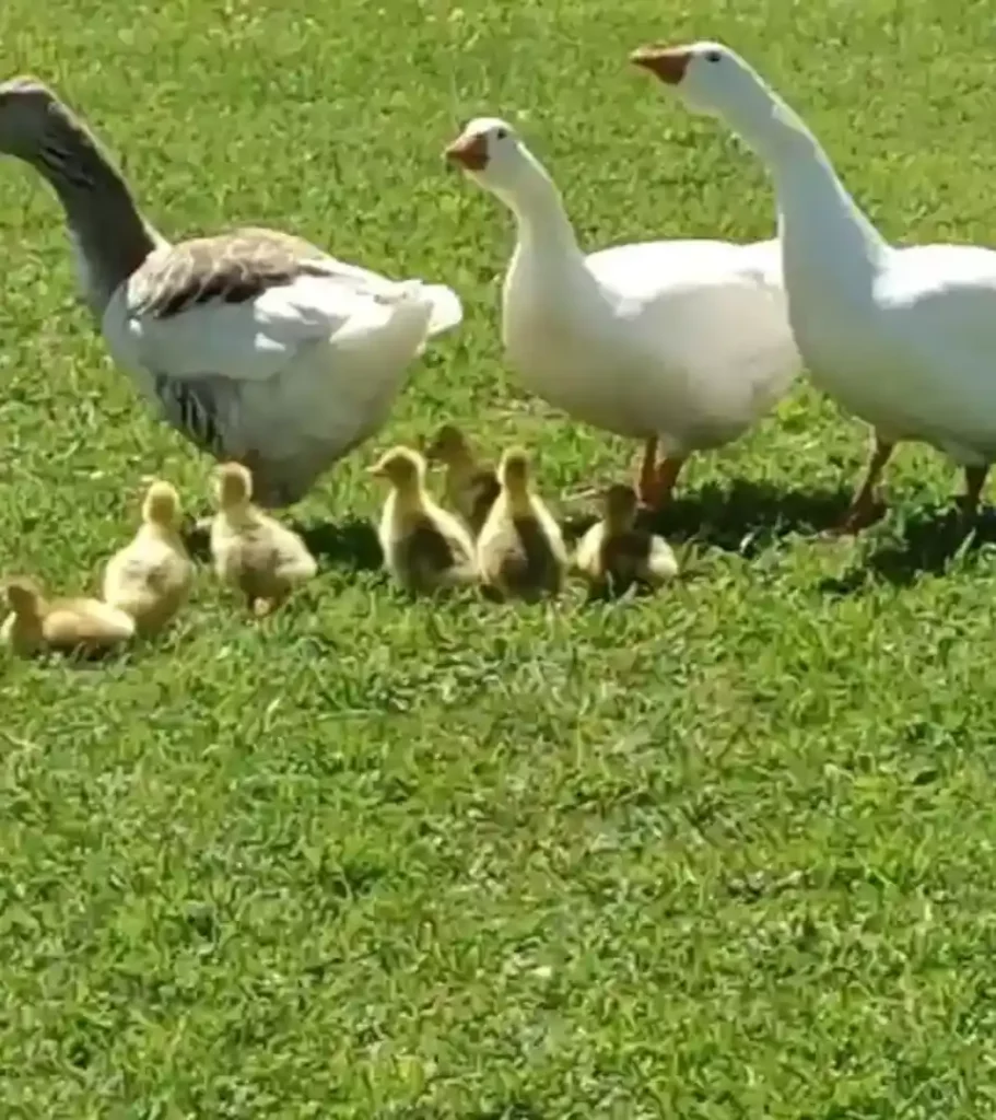 Oies avec leurs petits