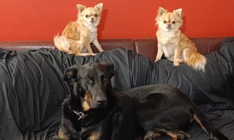 Accueil - Famille du Grand Castillon chiens